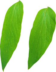 Obraz premium 모란-꽃-잎