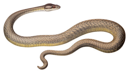 PNG  Snake reptile animal white background. AI generated Image by rawpixel.