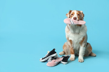 Obraz premium Funny Australian Shepherd dog holding slipper near sneakers on blue background