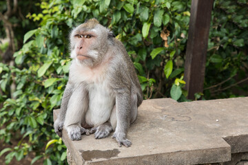 Monkey in jungles in Asia	
