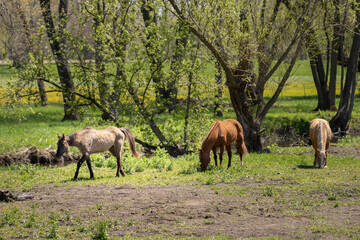 Horses on the field eating grass