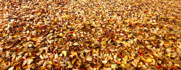 Sunny autumn day. The grass is covered with a continuous layer of bright fallen leaves.