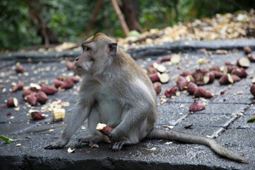 Monkeys eat food in jungles in Asia	
