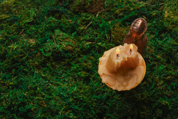 Magic burning candle on the green moss background top view.