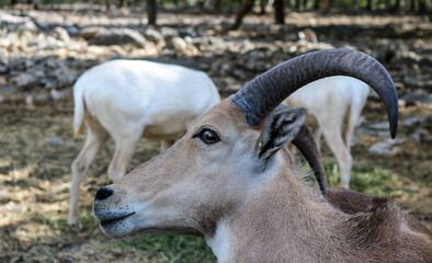 Close up of an Aoudad Sheep.