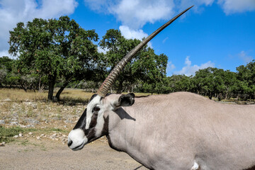 Gemsbok or South African Oryx Antelope.