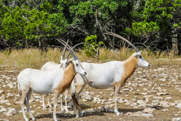 Scimitar-Horned Oryx at Natural Bridge Wildlife Ranch.