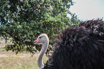 Ostrich in Texas Safari Park.
