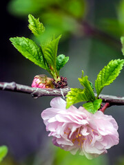 delicate pink sakura begins to bloom in the city garden