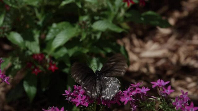 Black butterfly on purple flowers flapping wings in slow motion.