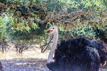 Ostrich hanging out in the shade.