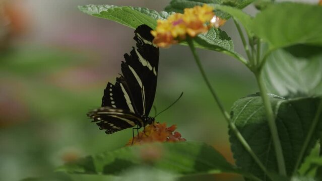 Black and yellow butterfly feeding on a flower in slow motion in green grass.