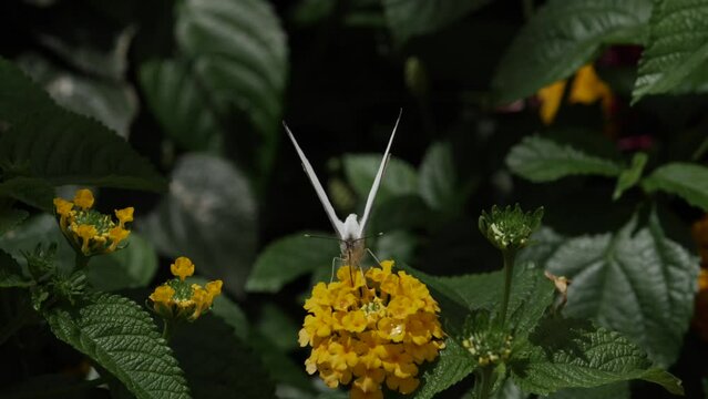 White butterfly on yellow flower flapping wings to fly in slow motion.