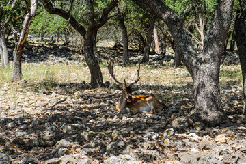 Deer in the shady woods.