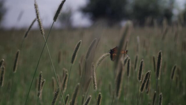 A butterfly landing on grass in slow motion on windy summer day.