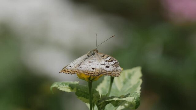 Butterfly on flower flying away in slow motion.
