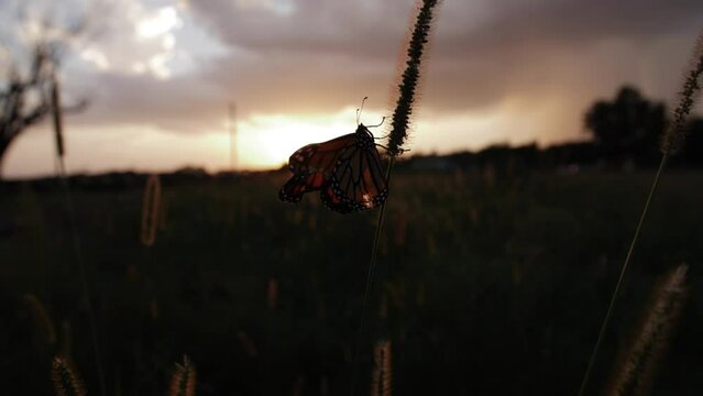 A butterfly in sunset light crawling on grass.
