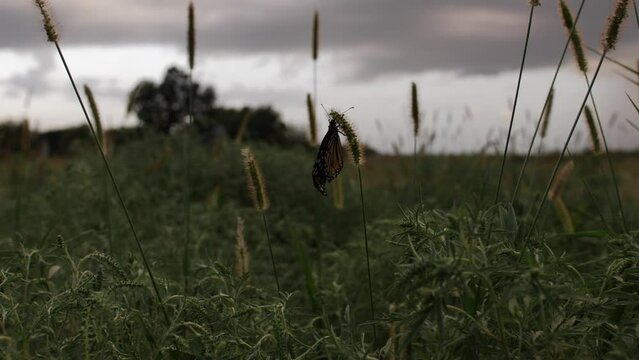 Newly hatched butterfly on grass.
