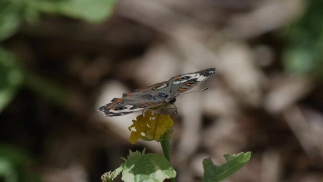 Butterfly on flower flying in slow motion.