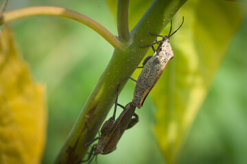 The insect Leptocorisa oratoria is mating in pairs