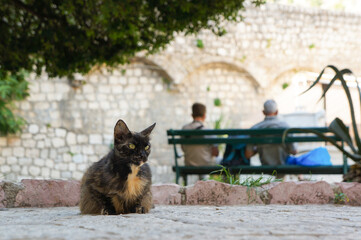 ベンチでひと休みする夫婦と地面に座る猫
