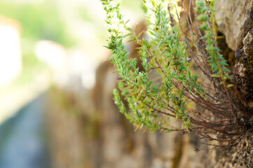 壁にできたわずかな隙間から元気よく成長する雑草