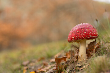 red capped mushroom