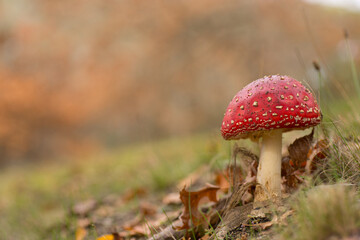 red capped mushroom