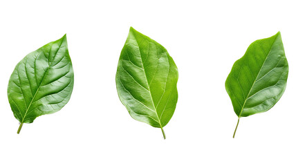 Green leaves isolated on a transparent background