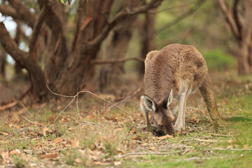 Kangaroos in forest, Australia