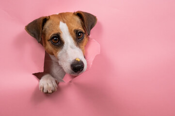 Funny dog jack russell terrier tore pink paper background. 
