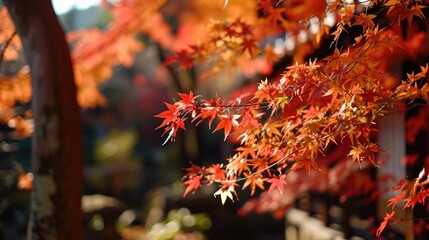 A Journey Through Autumn in Japan. 