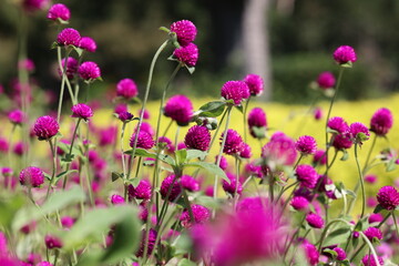Floral Beauty in Lavender Hues