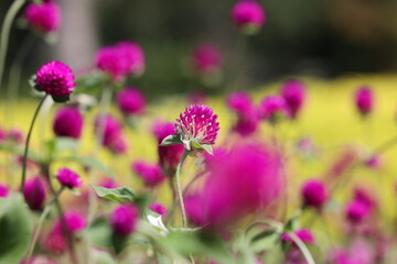 Purple Flower Close-Up in Soft Focus