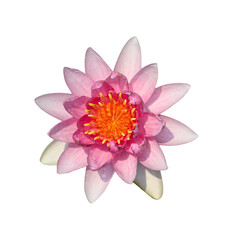 Beautiful pink waterlily flower blossom 