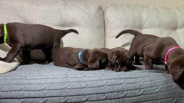 group of four puppies in colorful collars on a bright sofa indoors. chocolate Labrador retriever cubs, litter. 4k.