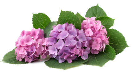 Hydrangea shrub isolated on a transparent background