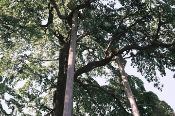 Fototapeta premium 福島県の三春滝桜