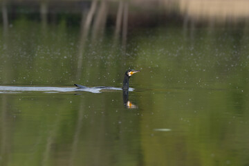 great cormorant, black shag, great black cormorant, kawau  - Phalacrocorax carbo swimming in water. Photo from Masurian Lake Land in Poland.