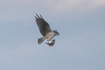 Osprey - Pandion haliaetus also called sea hawk, river hawk, and fish hawk in flight with caught fish isolated with sky in background. Photo from nearby Mragowo in Mazuria in Poland.