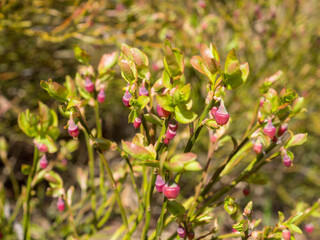 blueberry bushes in the forest