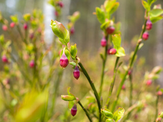 blueberry bush in the forest