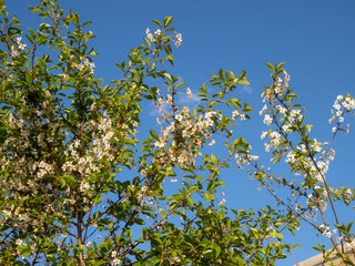 cherry blossoms in spring against the sky