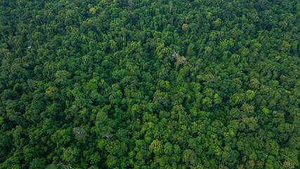 aerial view of dark green forest Abundant natural ecosystems of rainforest. Concept of nature forest preservation and reforestation	