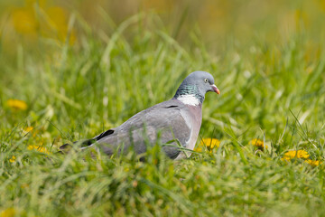 common wood pigeon, wood pigeon - Columba palumbus on ground in green grass. Photo from Masurian Lake Land in Poland.