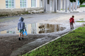 sandy light pug, children on a walk in a puddle in the summer, cheerful, cheerful face,