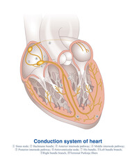 The conduction system of the heart is responsible for the generation and conduction of cardiac electrical impulses, and is the electrical system of the heart.  
