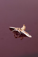 Close-up of macro photography of a insect