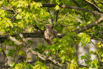 Common buzzard - Buteo buteo perched on tree in green leaves. Photo from Lubusz Voivodeship in...