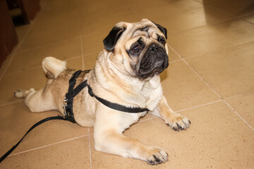 sandy light pug on the floor in the room, sad, sad face and eyes